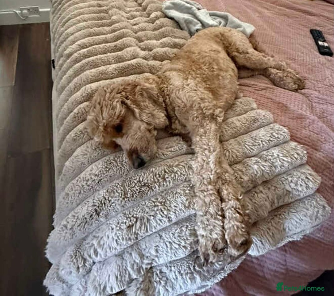 Cockapoo dogs for sale: Gorgeous cockapoo puppies  - Advert 9