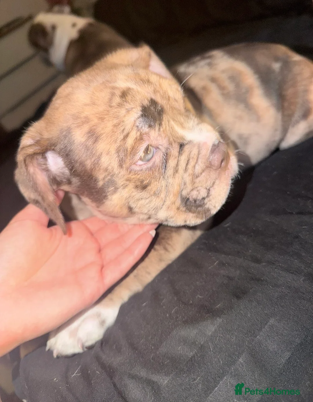 Mixed Breed dogs for sale: Beautiful British bulldog X saffy puppies  - Advert 2