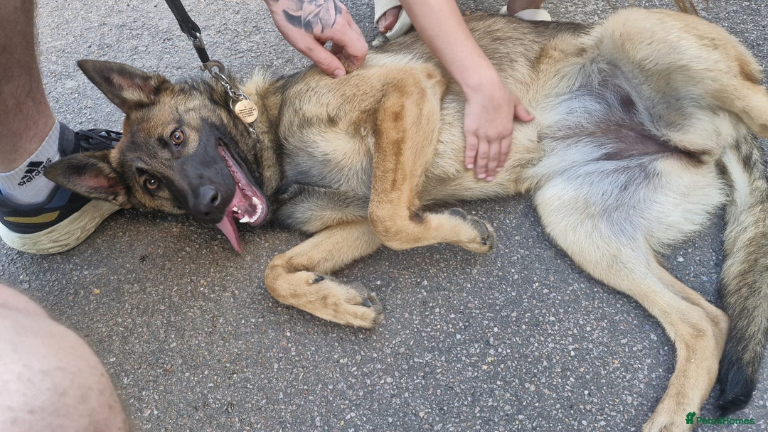 Mixed Breed dogs for sale: Mal X GSD - Image 3