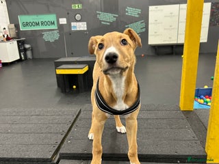 Lurcher dogs Lurcher puppy - Advert 1