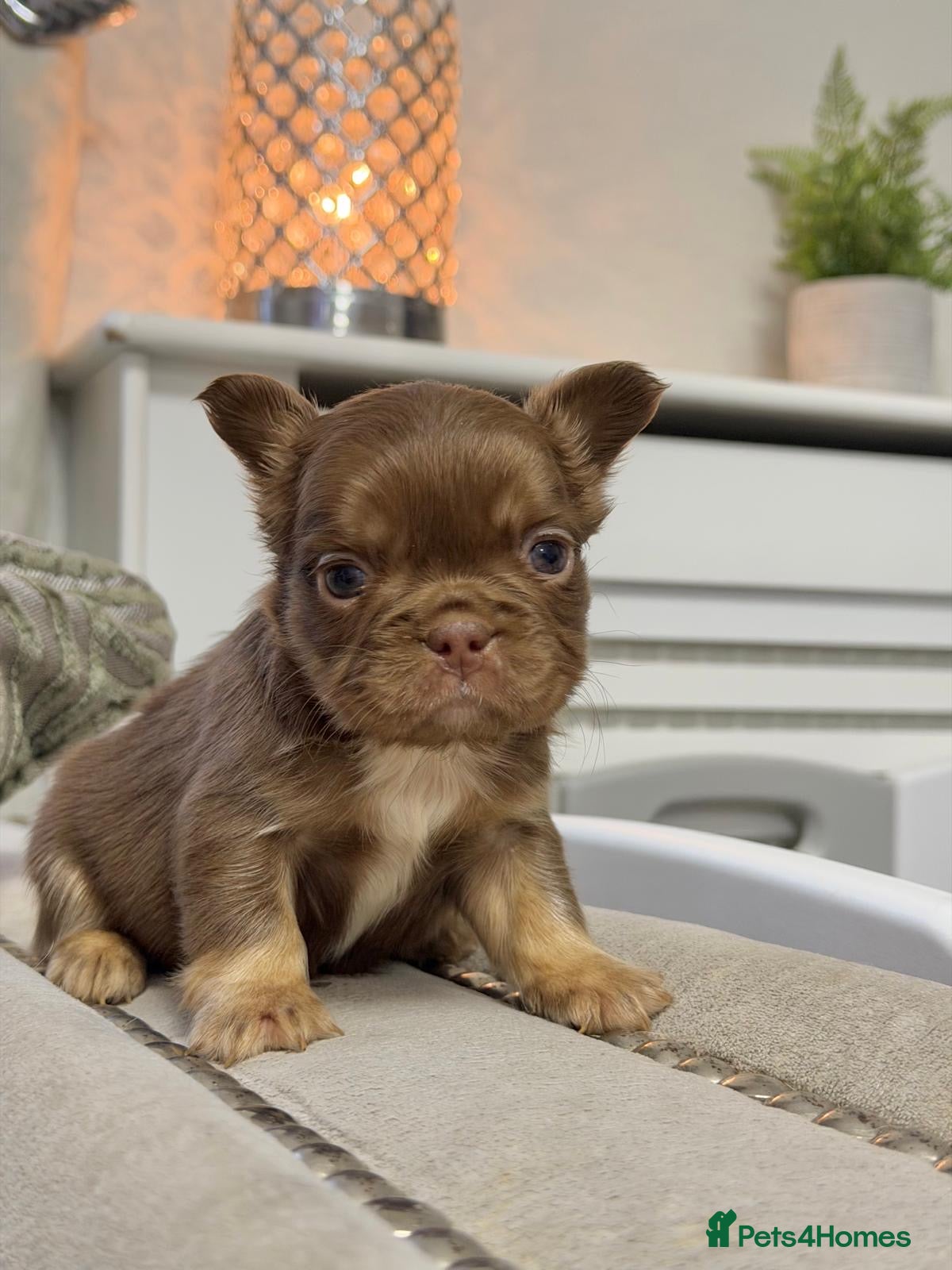 French Bulldog dogs Kc registered fluffy French bulldogs  - Advert 9