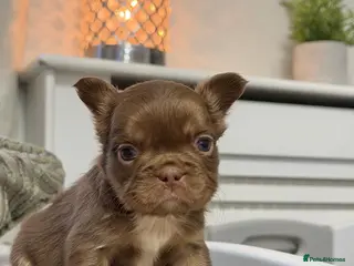 French Bulldog dogs Kc registered fluffy French bulldogs - Advert 9