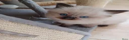 Ragdoll cats for sale: Ragdoll kittens in Flint - Advert 5