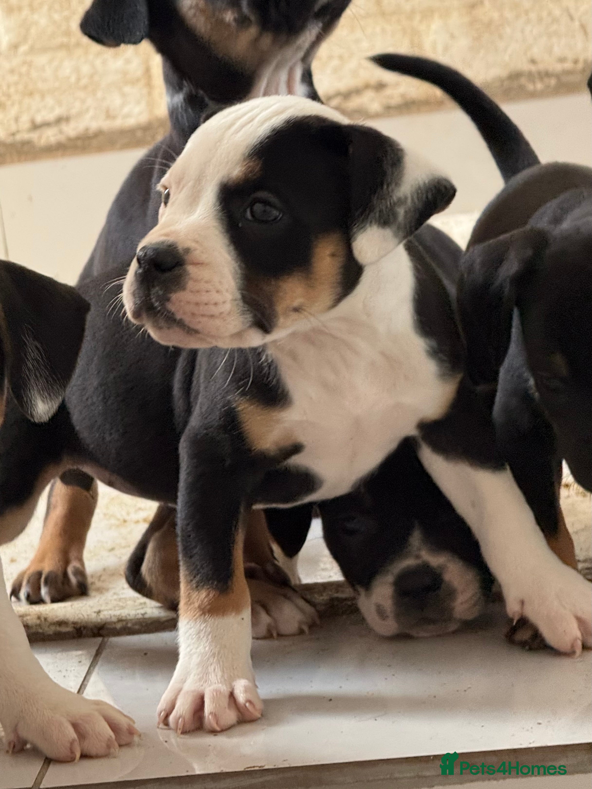 Mixed Breed dogs 1 pup left (REDUCED) Bulldog x Staffy puppies - Advert 2