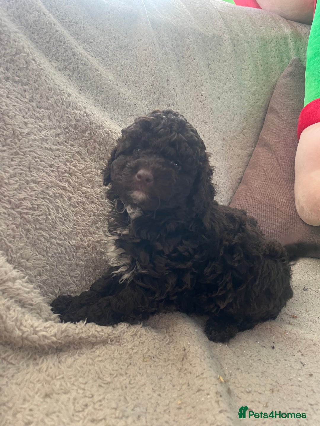 Toy Poodle dogs for sale: Toy poodle puppies - Advert 18