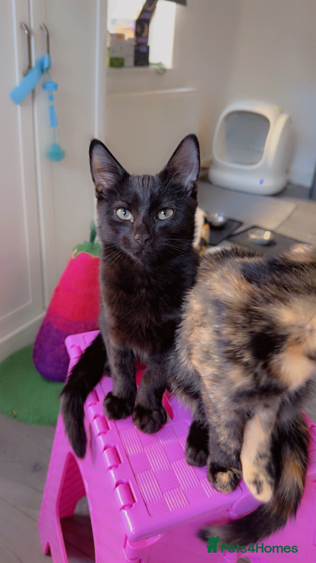 Mixed Breed cats for sale: Mix breed male kitten ❤️ - Image 3