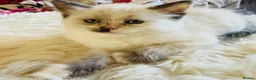 Siberian cats for sale: Hypoallergenic Siberian Neva Masquerade kittens - Advert 7