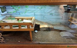 Tortoise reptiles for sale: Horsefield approx 3 years old  - Image 2