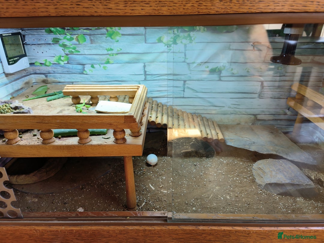 Tortoise reptiles for sale: Horsefield approx 3 years old  - Image 2