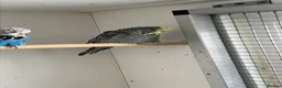 Budgerigars birds for sale: Budgies now available  - Advert 5