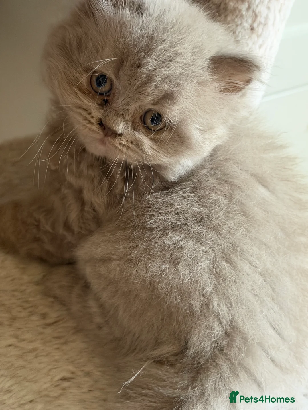 British Shorthair cats for sale: Gorgeous British Shorthair Kittens🐾💙 - Advert 2