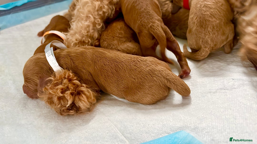 Miniature Poodle dogs for sale: **All Reserved** Stunning Deep Red Mini Poodle - Advert 12