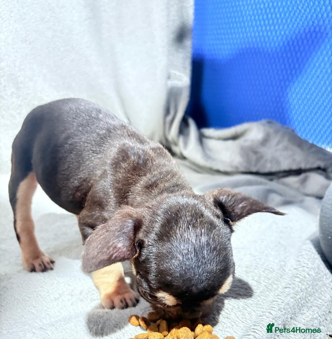 French Bulldog dogs for sale: Beautiful French bulldog puppies  - Advert 18