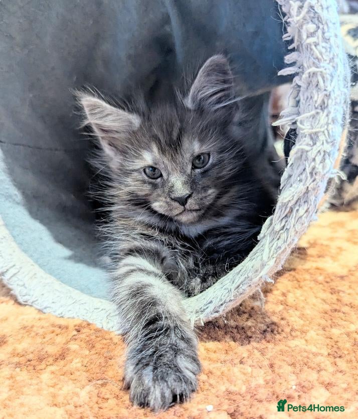 Maine Coon cats 🐾 GCCF Registered Maine Coon Kitten 🐾 - Advert 4