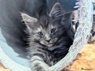Maine Coon cats 🐾 GCCF Registered Maine Coon Kitten 🐾 - Advert 4
