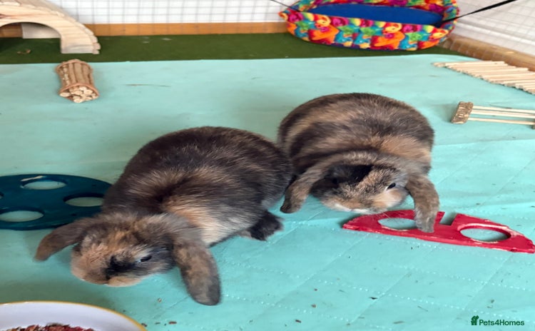 Mini Lop rabbits - Advert 3