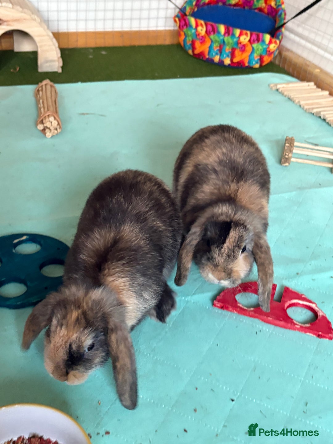 Mini Lop rabbits for sale: 3 x Mini Lops for sale - Image 1