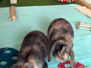 Mini Lop rabbits - Advert 28