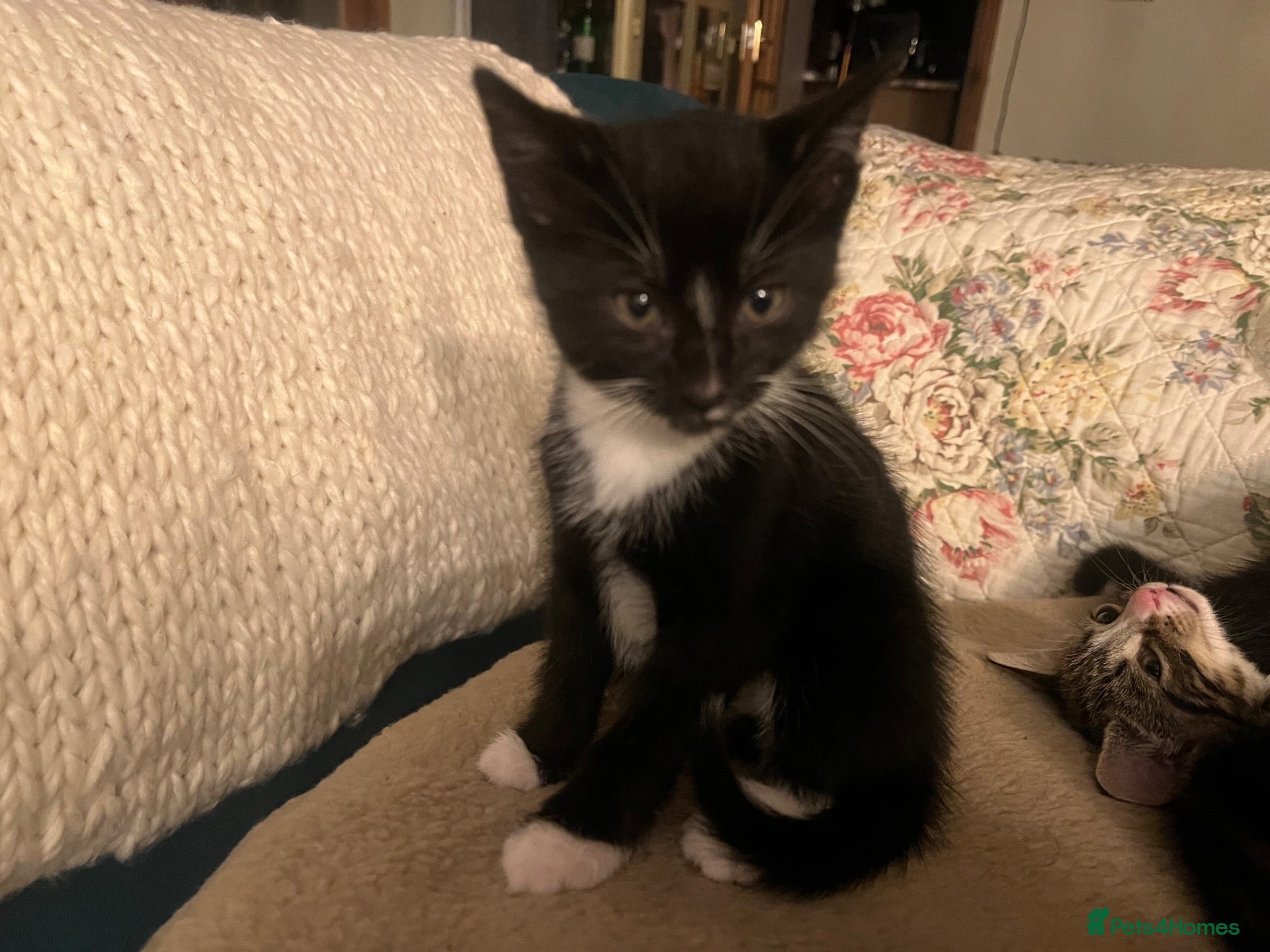 Mixed Breed cats 2 Tuxedo Tabby Boys - Advert 1