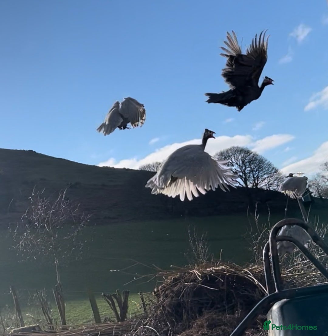 Guinea Fowl poultry for sale: Guinea Fowl Keets Ceredigion  - Image 1