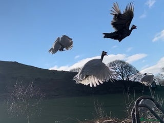 Guinea Fowl poultry - Advert 6