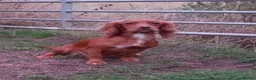 Cocker Spaniel dogs for sale: Working Cocker Spaniel puppies for sale - Advert 4