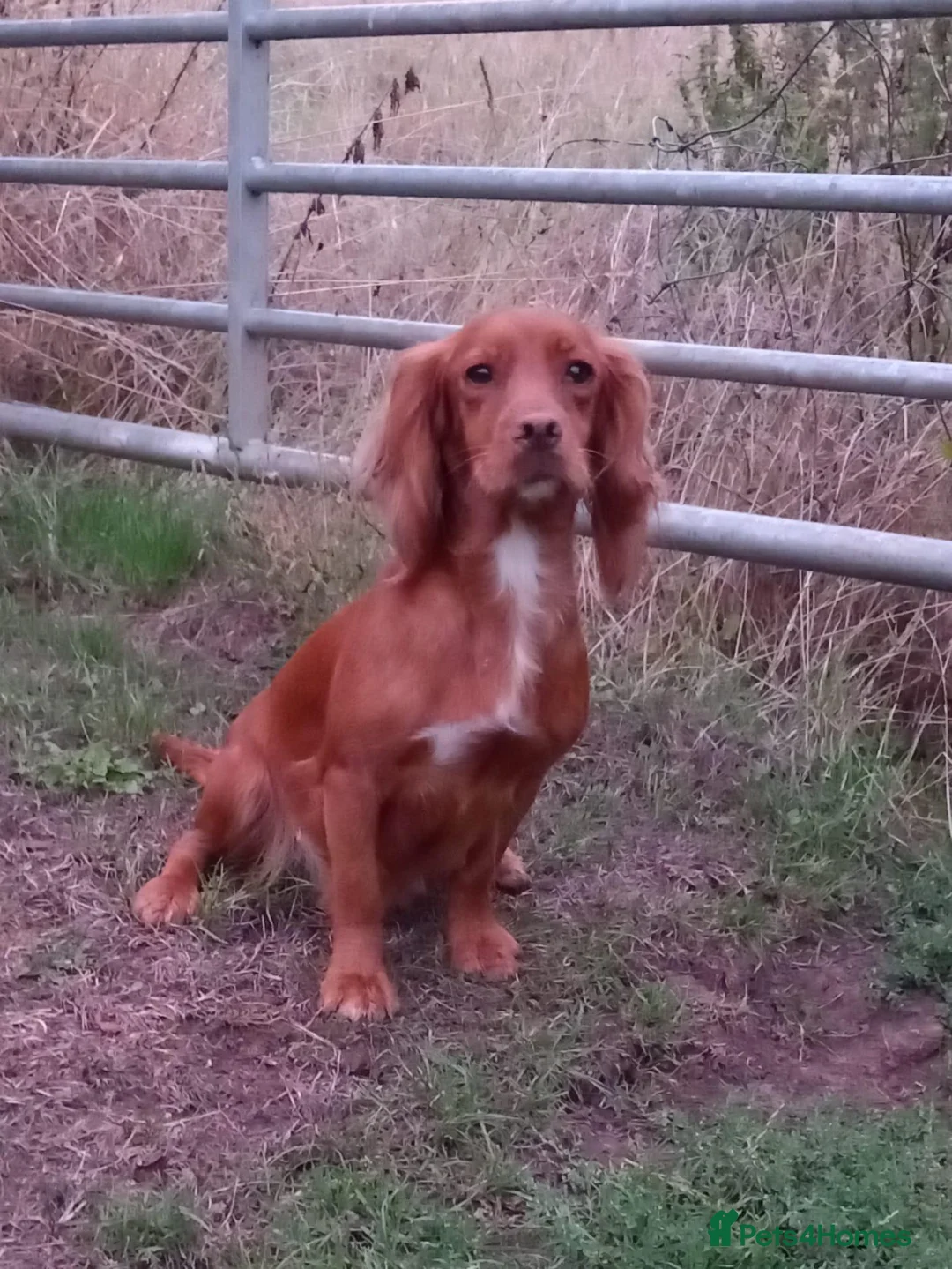 Cocker Spaniel dogs for sale: Working Cocker Spaniel puppies for sale - Advert 4