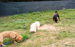Mixed Breed dogs for adoption: An Adorable Labrador cross Boy - for a Loving Home - Image 11