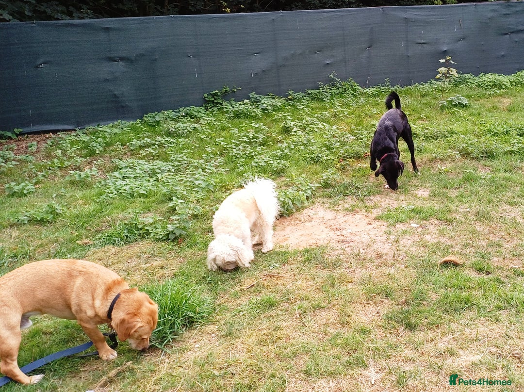 Mixed Breed dogs for adoption: An Adorable Labrador cross Boy - for a Loving Home - Image 11