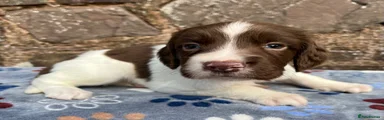 English Springer Spaniel 4 