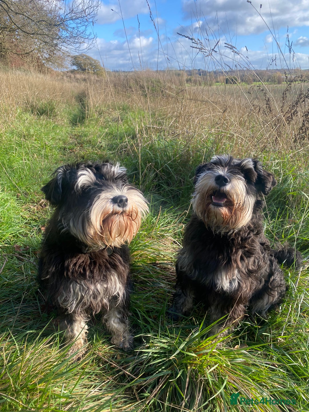 Mixed Breed dogs for sale: Schnorkie puppies - pedigree Schnauzer Dad - Advert 8