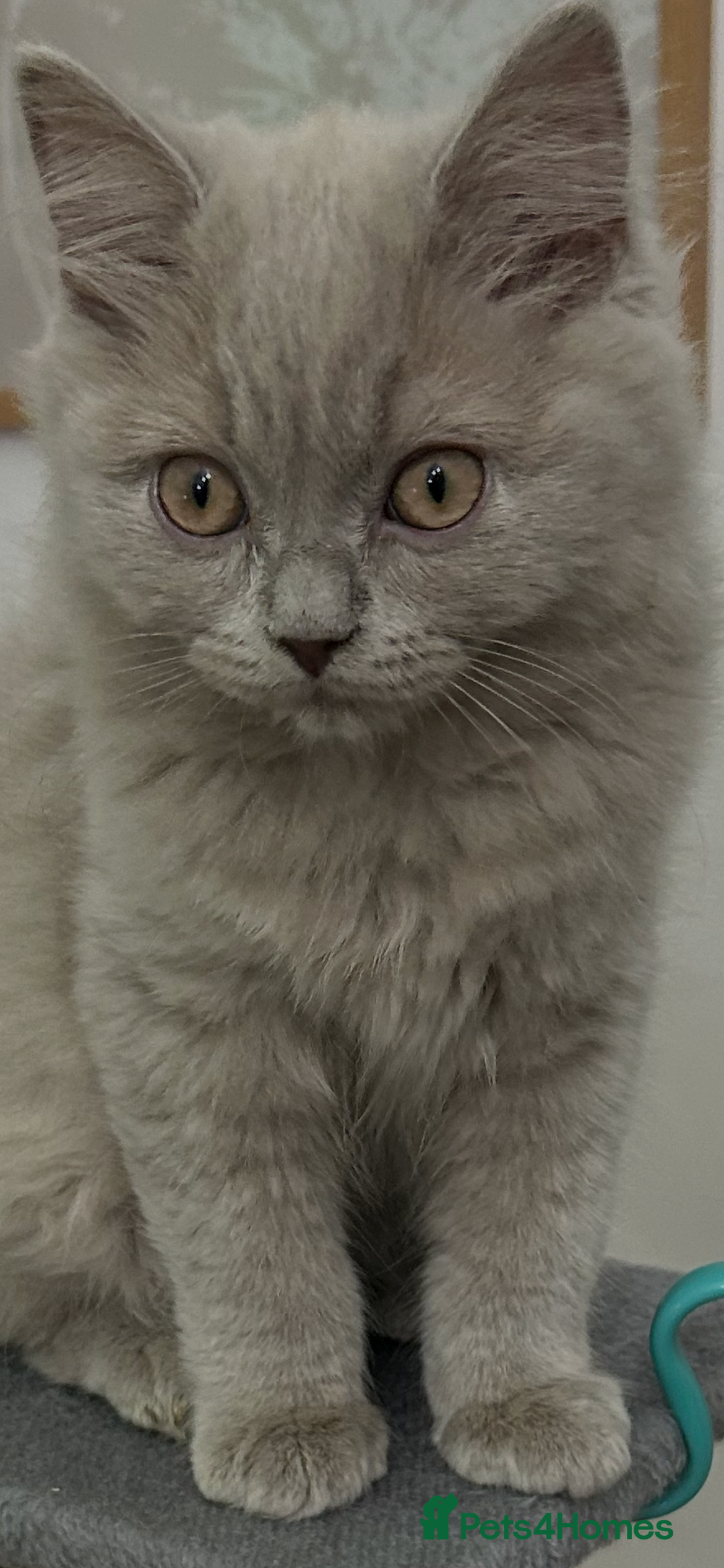 British Longhair cats 🏆CHAMPION BLOODLINES🏆.British Longhair Kittens. - Advert 3