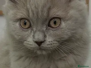 British Longhair cats 🏆CHAMPION BLOODLINES🏆.British Longhair Kittens. - Advert 3