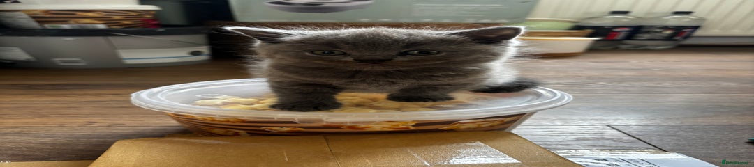 British Shorthair Kitten 1