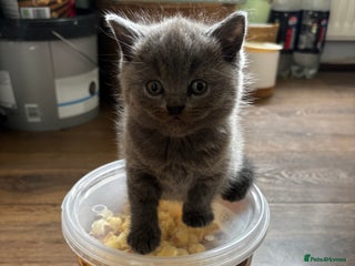 British Shorthair cats - Advert 7