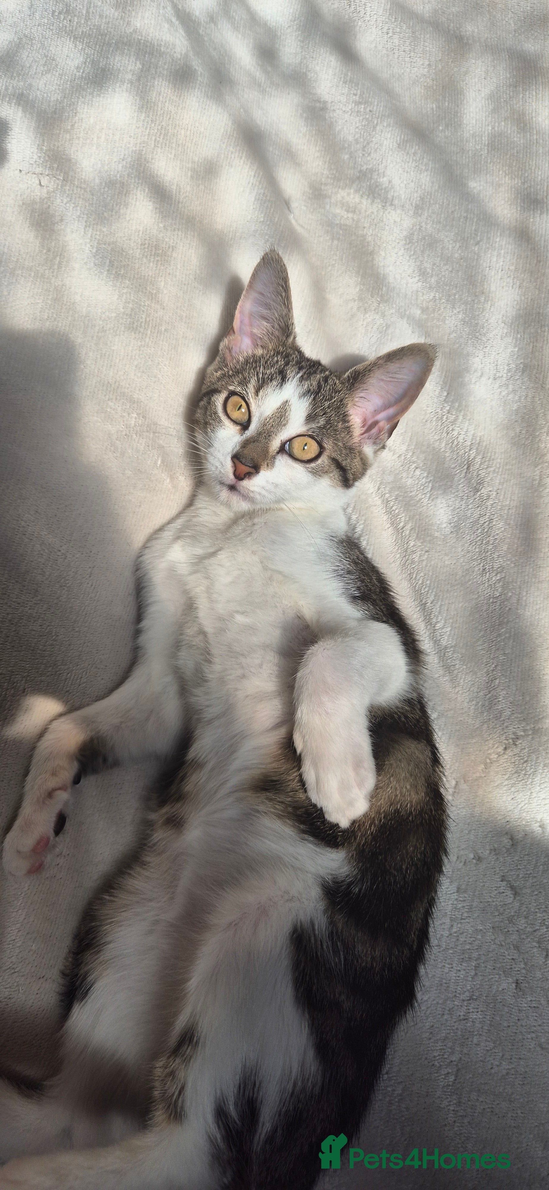 Tibetan cats Beautiful male cat - Advert 1