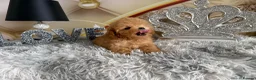 Maltipoo dogs for sale: Maltipoo Boy – Free to a Special Loving Home - Advert 14