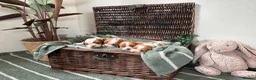 Cavalier King Charles Spaniel dogs for sale: CLEAR HEALTH TESTED cavalier King Charles pups - Advert 1