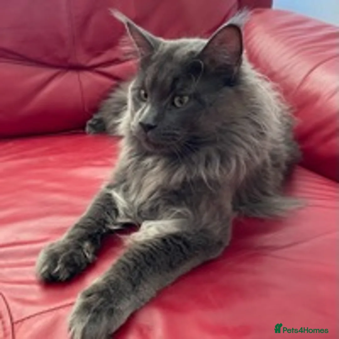 Maine Coon cats for stud: GCCF Russian Line handsome stud Kodiak in Braintree - Advert 2