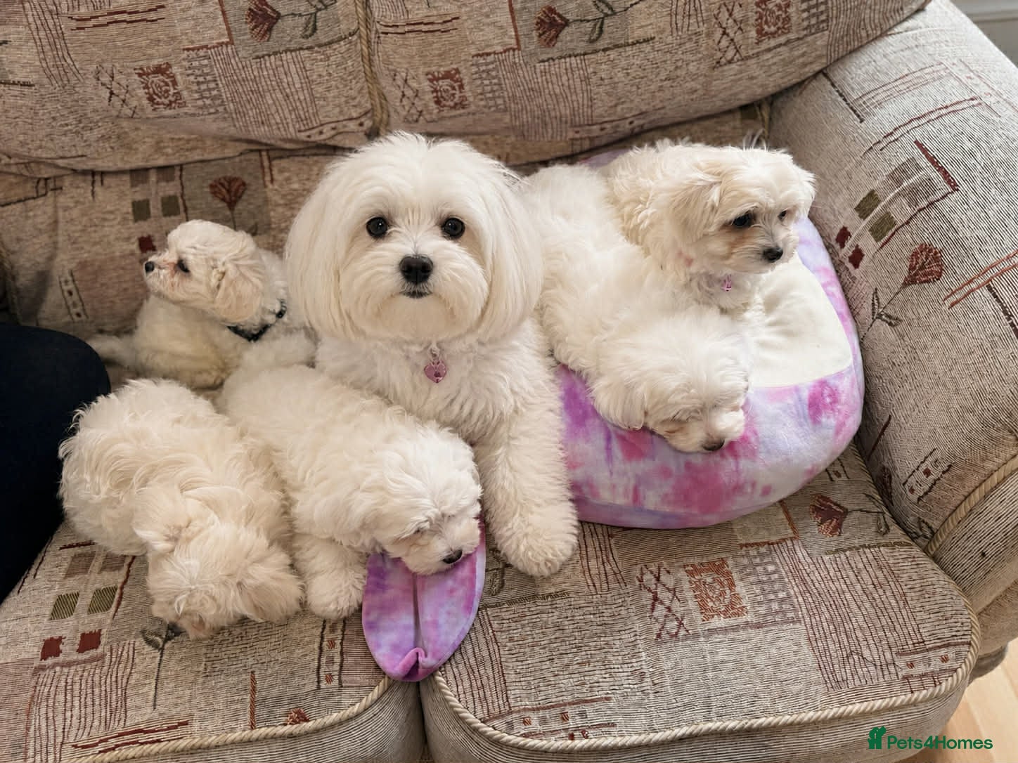 Mixed Breed dogs Bichon Maltese puppies - Advert 1