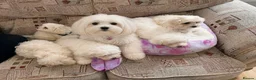 Mixed Breed dogs for sale: Bichon Maltese puppies - Advert 1