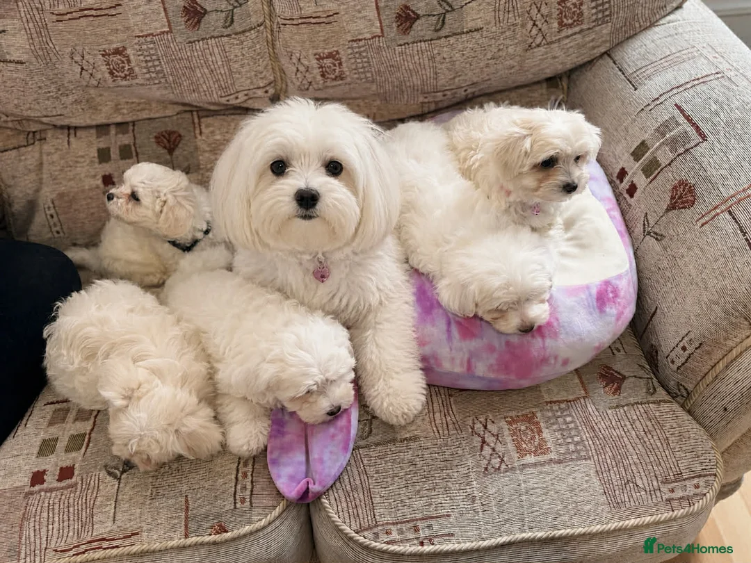 Mixed Breed dogs for sale: Bichon Maltese puppies - Advert 1