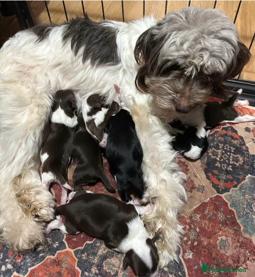 Chinese Crested dogs for sale: Chinese crested powder puff - Advert 1