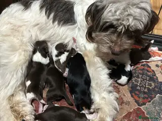 Chinese Crested dogs Chinese crested powder puff - Advert 3