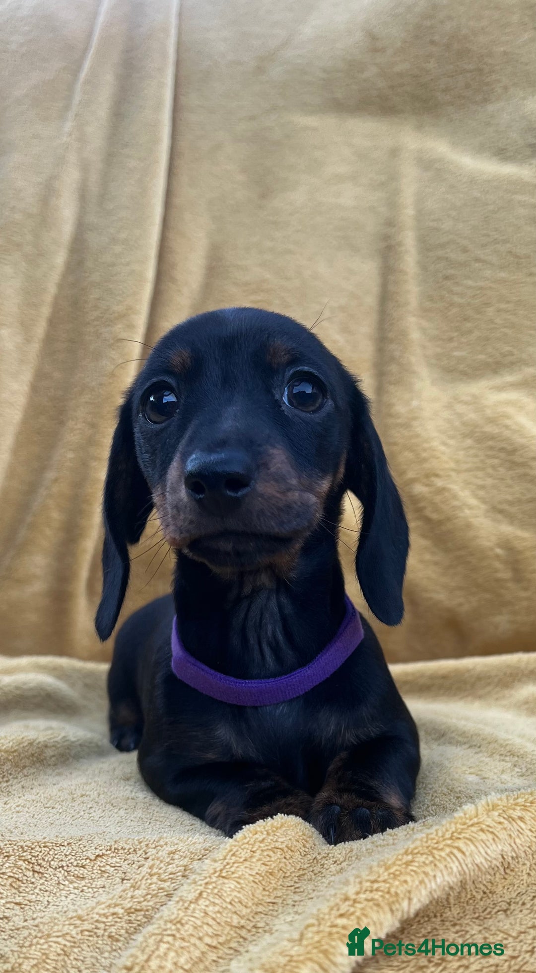 Miniature Dachshund dogs for sale: Smooth haired miniature dachshund - Image 3