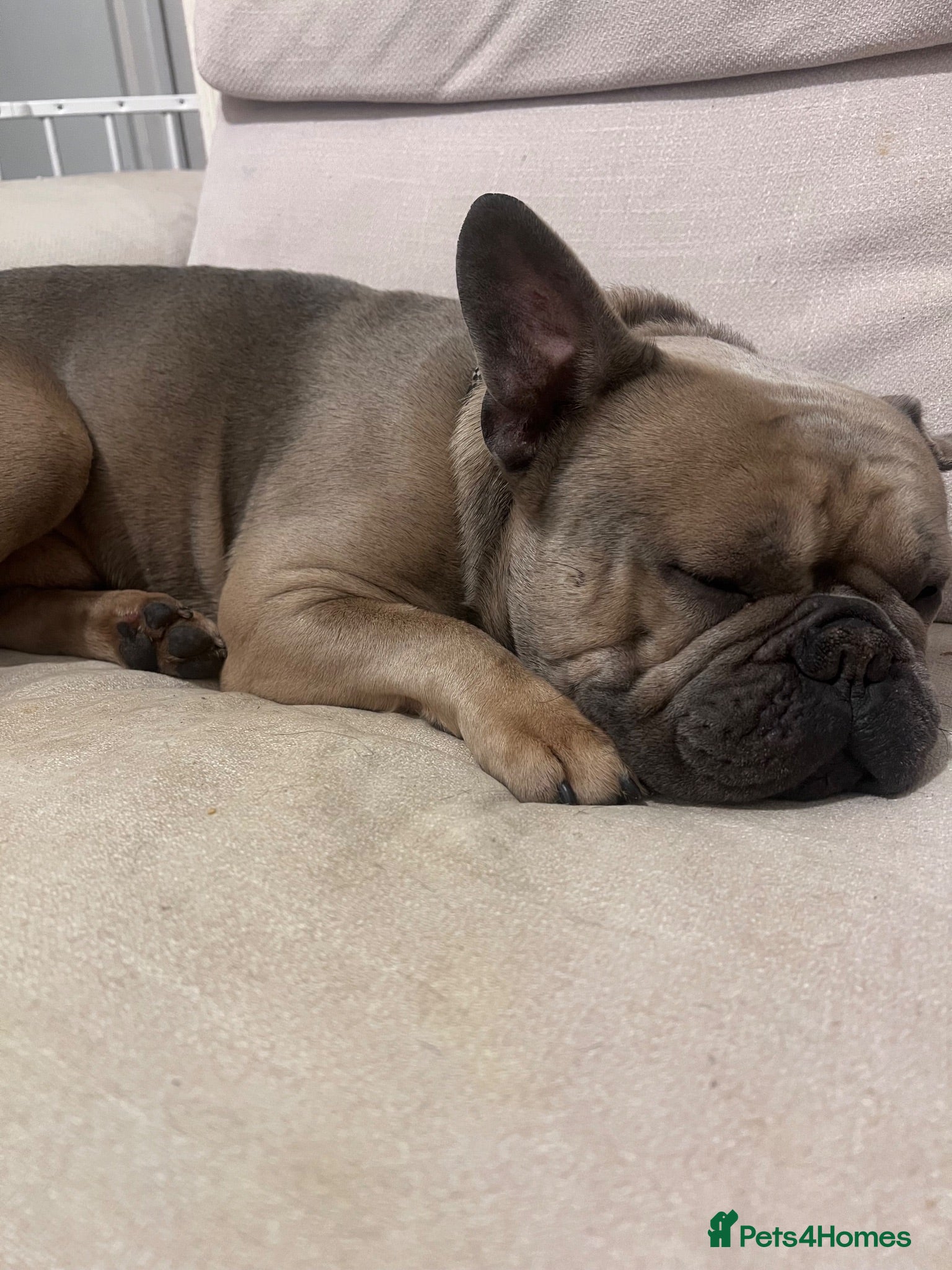 French Bulldog dogs 5 year old frenchie  - Advert 1