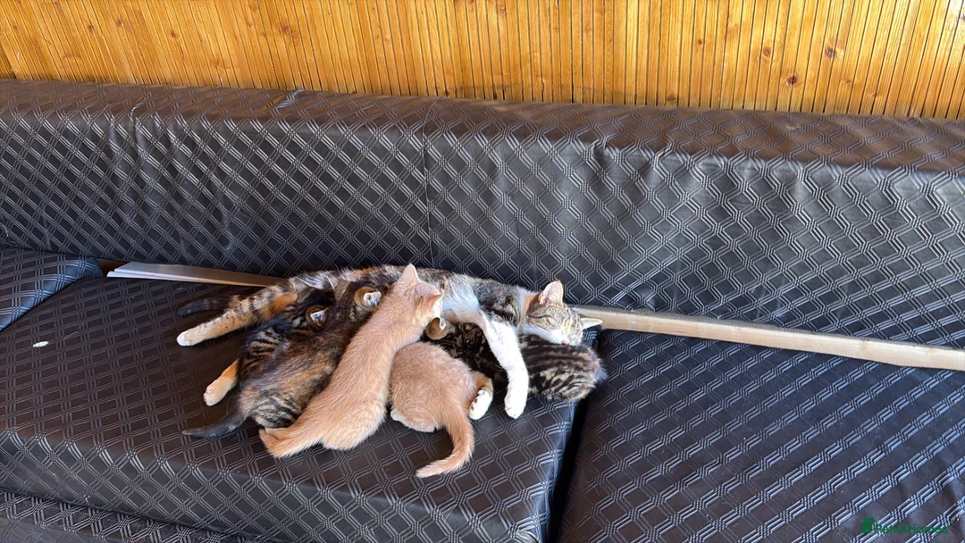 Mixed Breed cats for sale: 5 beautiful and lovely kittens  - Advert 1