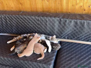 Mixed Breed cats 5 beautiful and lovely kittens - Advert 1