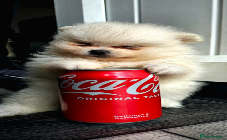 Pomeranian dogs - Advert 1