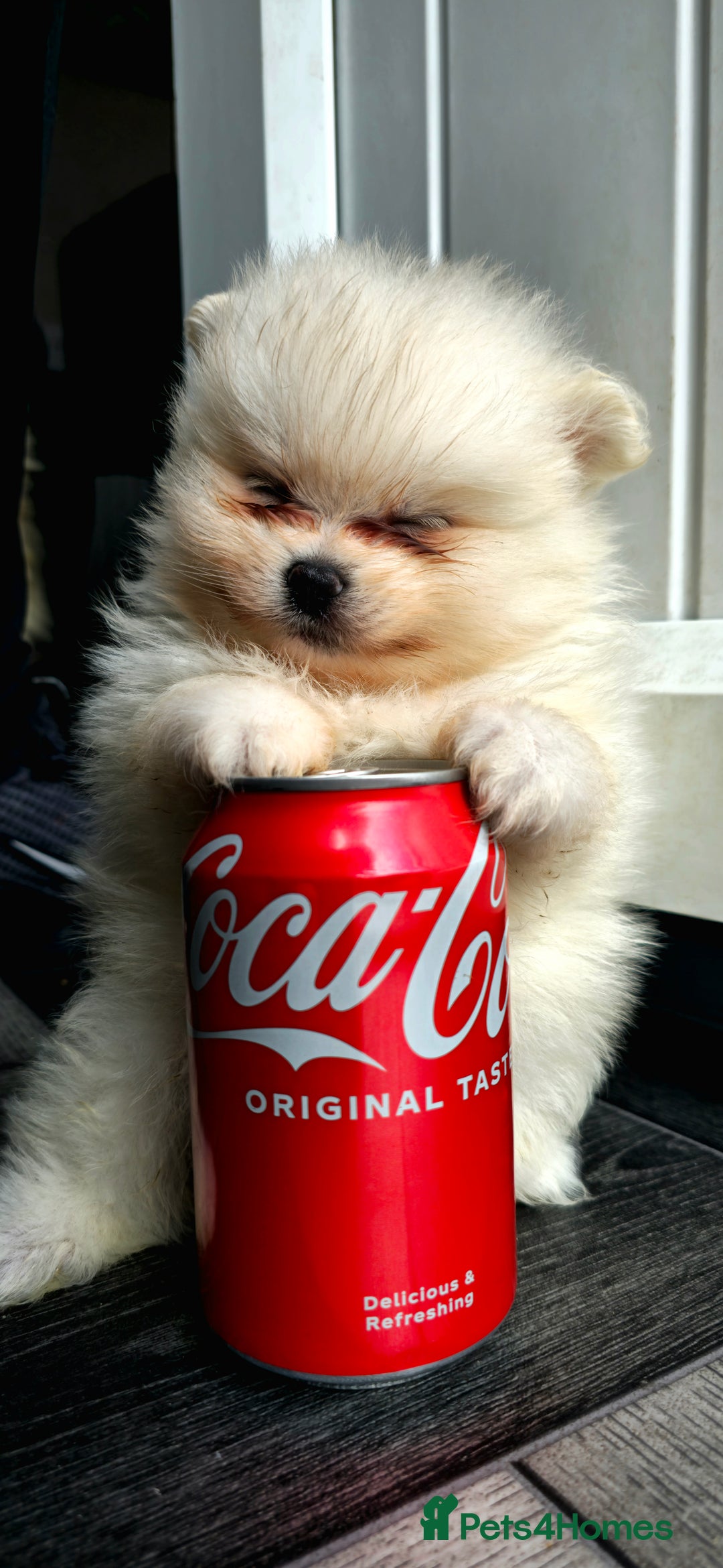 Pomeranian dogs for sale: Xxs pomeranians - Image 1